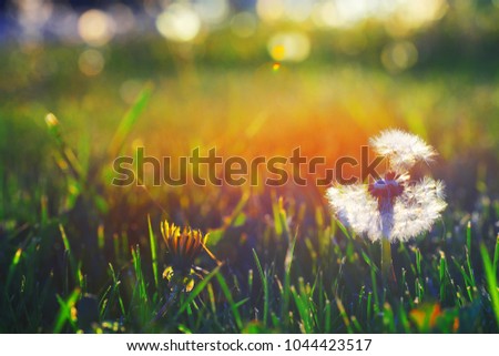 Beautiful summer picture. Two dandelion on the meadow at dawn, a white fluffy blowball with seeds falling and the young yellow closed Bud on blurred background of grass in the sun. lose-up.