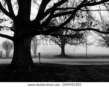 Black and white of silhouetted oak trees by a dirt road on an eerie foggy morning at Lake Benson Park in Garner North Carolina, Raleigh Triangle area, Wake County.