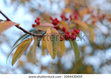 Autumn berries on a cotoneaster shrub