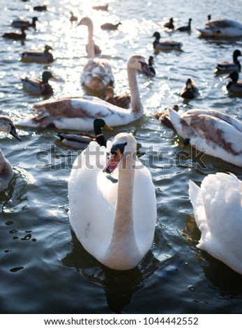 White swans and ducks on water. White swans swimming on river. Swimming birds