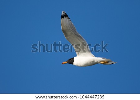 A pallas's gull flies in a deep blue winter sky