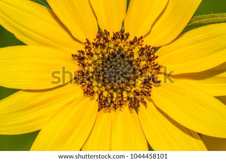 Sunflower in macro view
