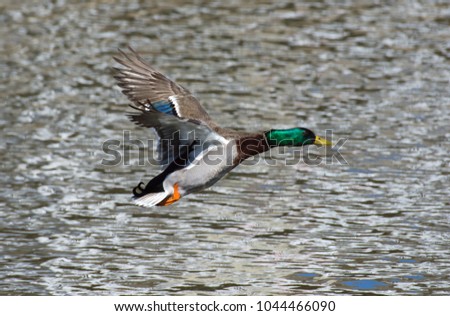 Mallard Drake flying over lake
