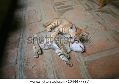 Young cats play together on a dusty floor in Myanmar