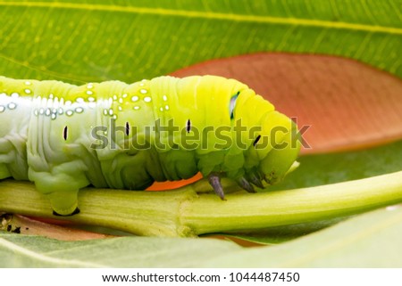 Oleander Hawk Moth Caterpillar (Daphnis nerii, Sphingidae), eat leaves of a plant.