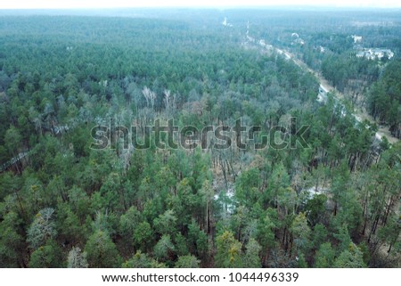 Green coniferous forest landscape. Road on the side