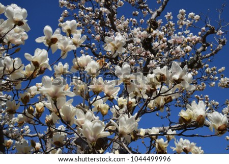Magnolia blossoms in full bloom