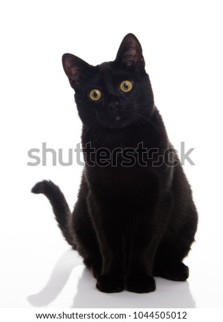 Close up of Black Cat on White 
