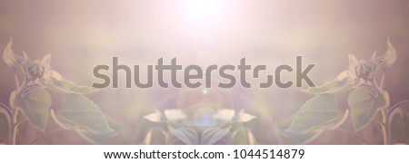 Sunny young sunflowers with lens flare for background or banner
