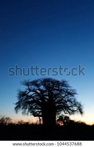 Baobab tree at sunset Royalty-Free Stock Photo #1044537688