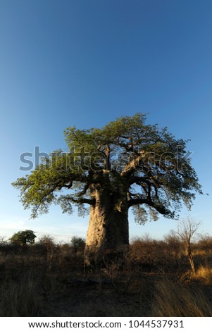Baobab tree at sunset Royalty-Free Stock Photo #1044537931