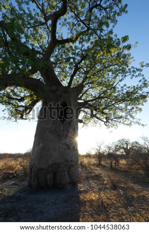 Baobab tree at sunset Royalty-Free Stock Photo #1044538063