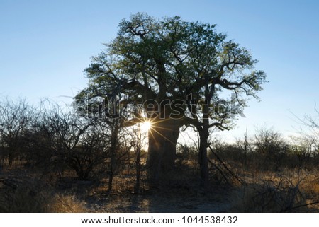 Baobab tree at sunset Royalty-Free Stock Photo #1044538432