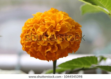 different types of flowers with natural colors . these flowers are grown in the backyard and require regular attention 