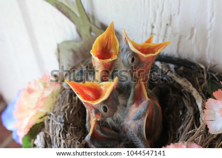Several Baby American Robins with Beaks Open