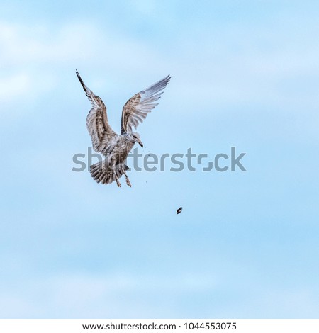 Seagull throwing clam to break it