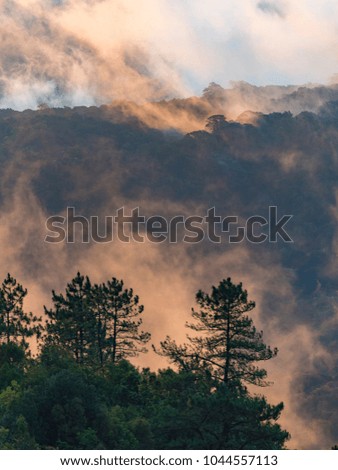 Natural Forest of tropical Trees, Sunbeams through Fog create mystic Atmosphere