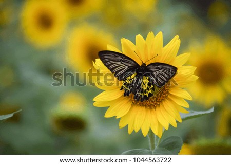 Closeup butterfly on flower  (The Golden Birdwing butterfly) ,sunflower background