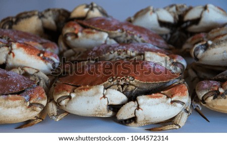 Large Red Coconut Crabs on a Table