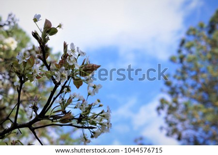 White Mayblossom (Crataegus monogyna) or common hawthorn flower blooming over green garden and blue sky with clouds, Winter in GA USA.