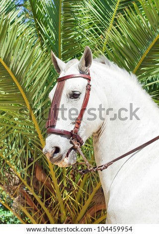 portrait of Andalusian white stallion at palm background