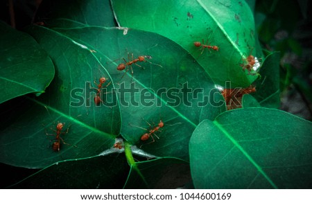 Many ants help build a nest from the leaves.