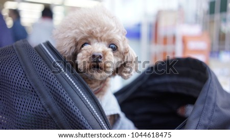 Baby Dog in Cart