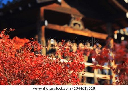Crowds gather at Tofukuji Temple to celebrate the autumn maple leave festival in Kyoto, Japan.