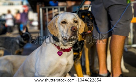 Cute Labrador and Rottweiler waiting peacefully next to their owner.
