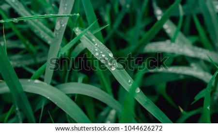 Close up of Water Droplets on Blades of Grass.
