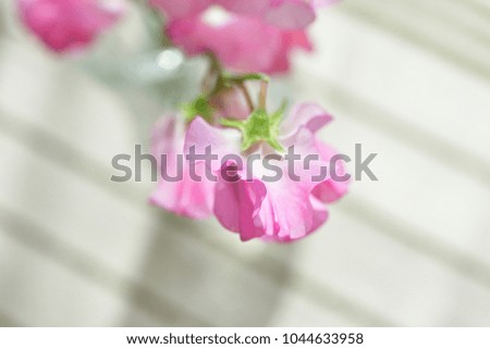 sweet pea flower