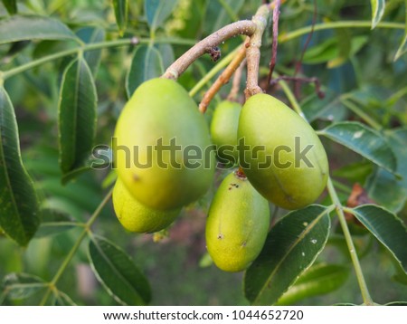 cajamanga fruit on the tree "caja manga, amborella or spondias dulcis"