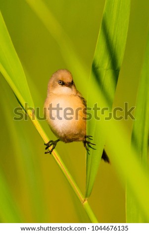 Spring and birds. Natural background.