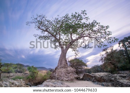 Baobab tree in pre dawn light Royalty-Free Stock Photo #1044679633