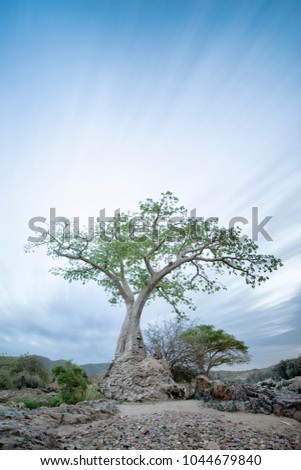Baobab tree in pre dawn light Royalty-Free Stock Photo #1044679840
