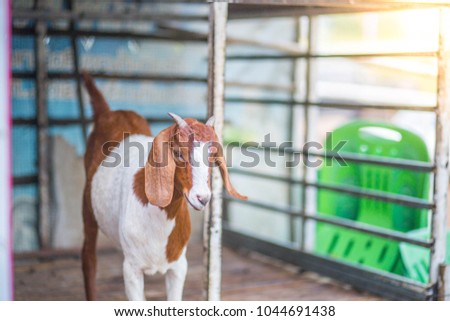 White goat with brown color. Live in the cage.