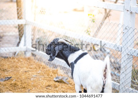 White goat with colorful black stripes in the cage looking for food.