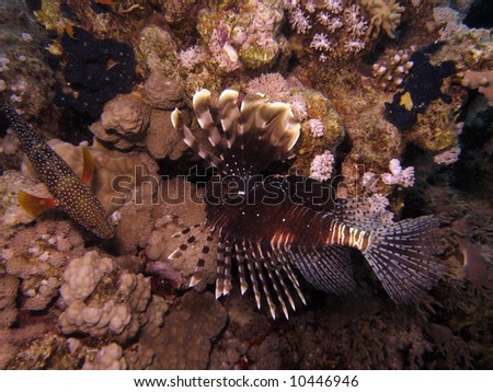 Coral reef scene - lionfish