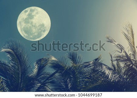 Tropical night. Full moon and palm leaf abstract background. Copy space of nature environment and travel adventure concept. Vintage tone filter effect color style.