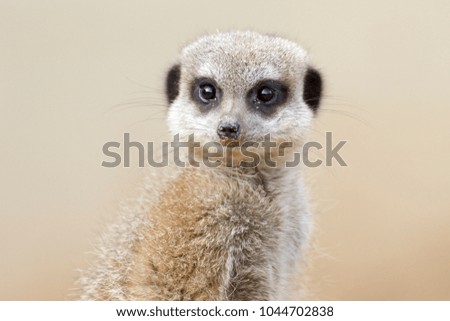 meerkat spotter watching bird of prey 