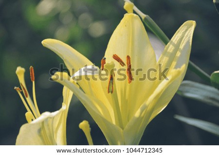 Gentle yellow lily in morning light in bright summer garden