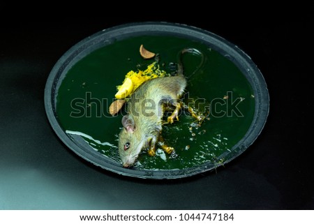 A mouse in a trap on black background