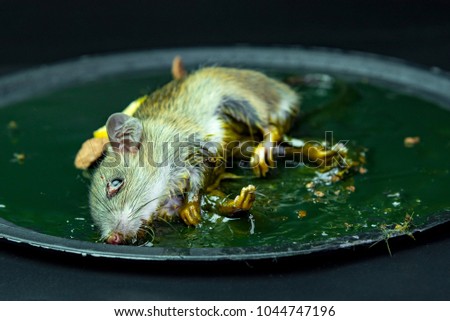 A mouse in a trap on black background