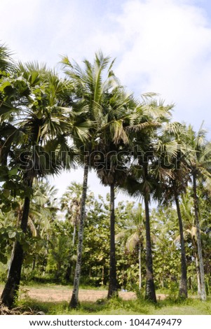 the palm trees