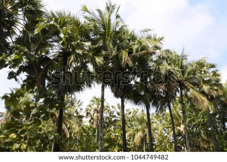 the palm trees
