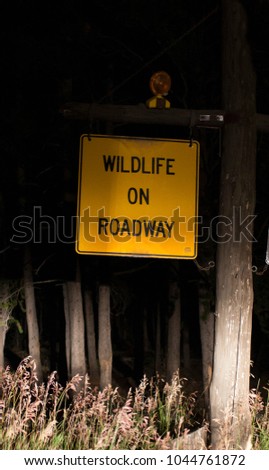 Wildlife on Roadway