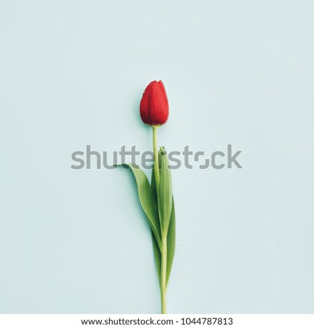 Tulip flower bright background. Minimal nature or floral concept. Flat lay.