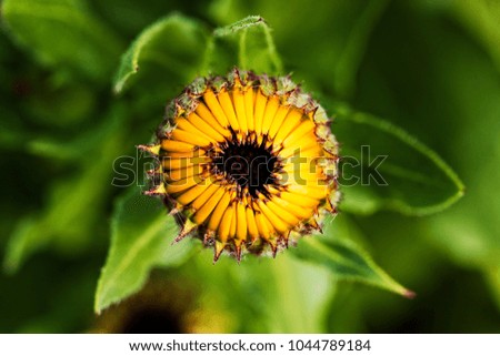 A close up, macro shot of a marigold flower budding and about to bloom in early spring