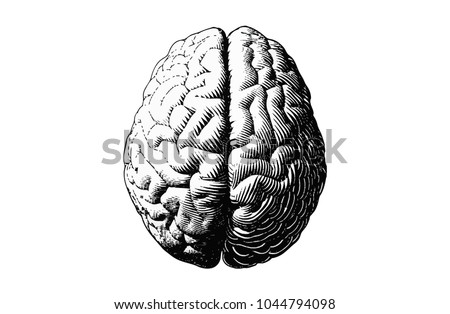 Monochrome engraving brain illustration in top view isolated on white background Royalty-Free Stock Photo #1044794098