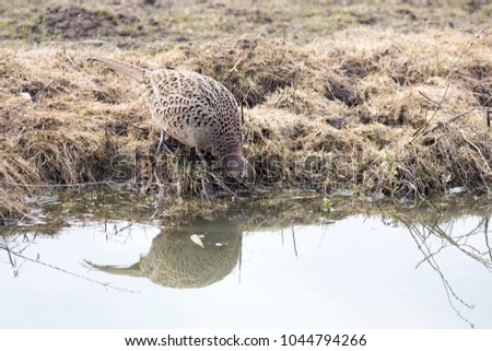 Common pheasant drinking water